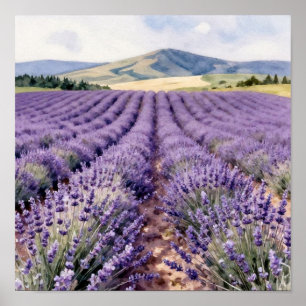 Vibrant Lavender Rows Stretching Toward the Sun-Dr Poster
