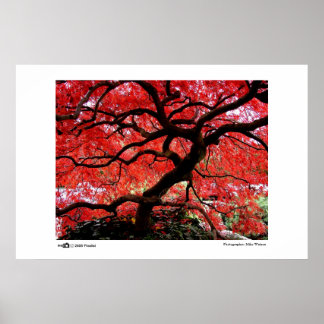 Vibrant Leaves - Photo of the Year Finalist Poster