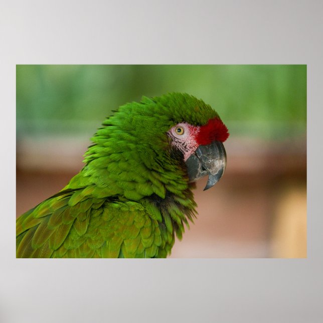Vibrant Macaw Parrot in Profile View Poster (Front)