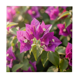 Vibrant Magenta Purple Bougainvillea Bloom  Ceramic Tile