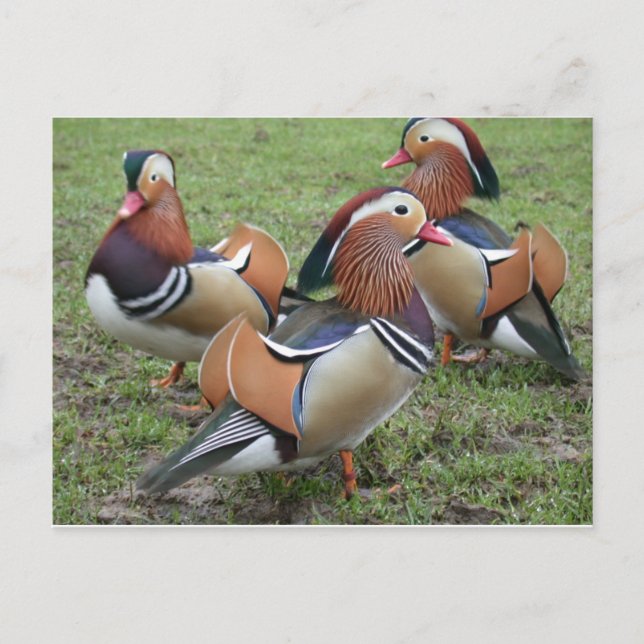 Vibrant Mandarin Duck Postcard (Front)