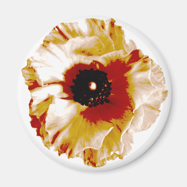 vibrant orange and white ranunculus magnet (Front)