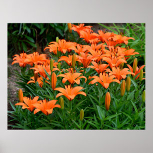 Vibrant Orange Asian Lilies Poster