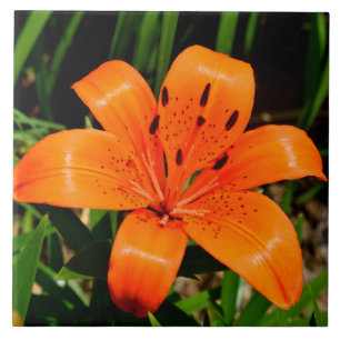 Vibrant orange Asian Lily Flower Ceramic Tile