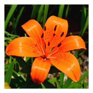 Vibrant orange Asian Lily Flower Photo Print
