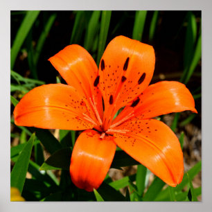 Vibrant orange Asian Lily Flower Poster
