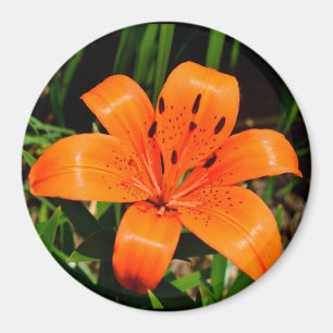 Vibrant orange Asian lily Magnet