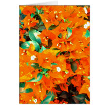 Vibrant Orange Bougainvillea Flowers