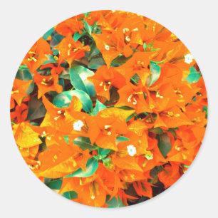 Vibrant Orange Bougainvillea Flowers Classic Round Sticker
