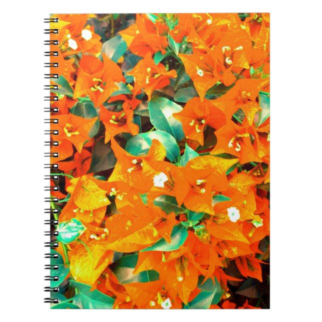 Vibrant Orange Bougainvillea Flowers Notebook (Front)