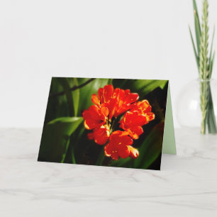 Vibrant Orange Flower,  Floral, Blank Greeting Card