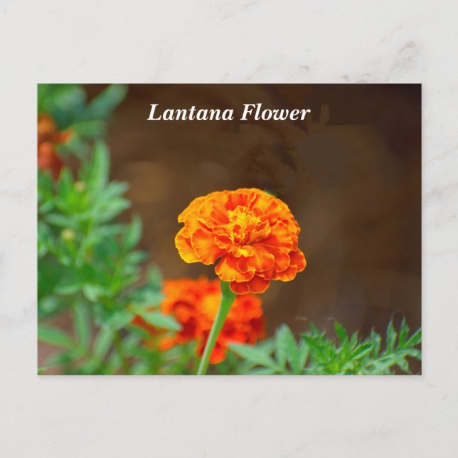 Vibrant orange lantana Flower Postcard (Front)