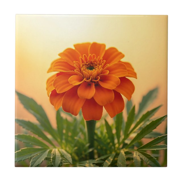 Vibrant Orange Marigold Flower Golden Sunset Ceramic Tile (Front)