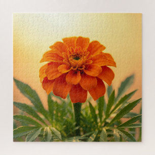 Vibrant Orange Marigold Flower Golden Sunset Jigsaw Puzzle