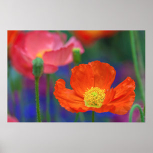 Vibrant Orange Poppy Blossom Poster