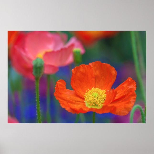 Vibrant Orange Poppy Blossom Poster (Front)