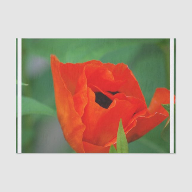 Vibrant Orange Poppy Tissue Paper (Front)