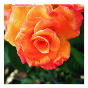 Vibrant Orange Rose Photograph