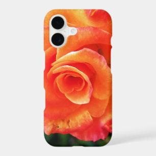 Vibrant Orange Rose Photograph