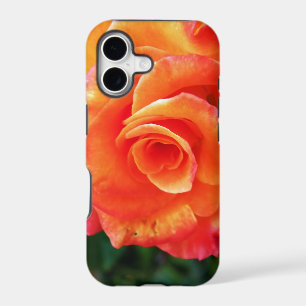 Vibrant Orange Rose Photograph