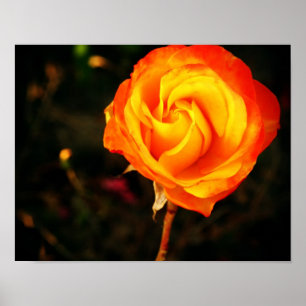 Vibrant Orange Rose Photograph Poster