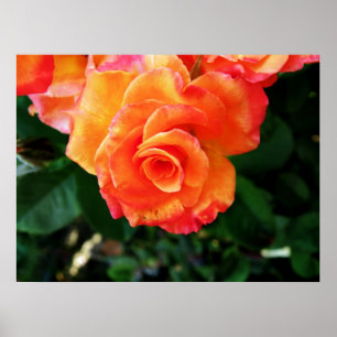 Vibrant Orange Rose Photograph Poster