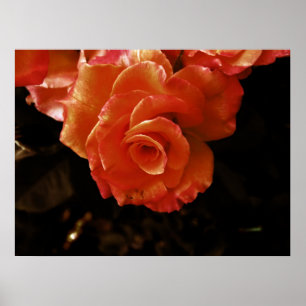 Vibrant Orange Rose Photograph Poster