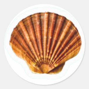 Vibrant Orange Scallop Sea Shell Sticker, Classic Round Sticker
