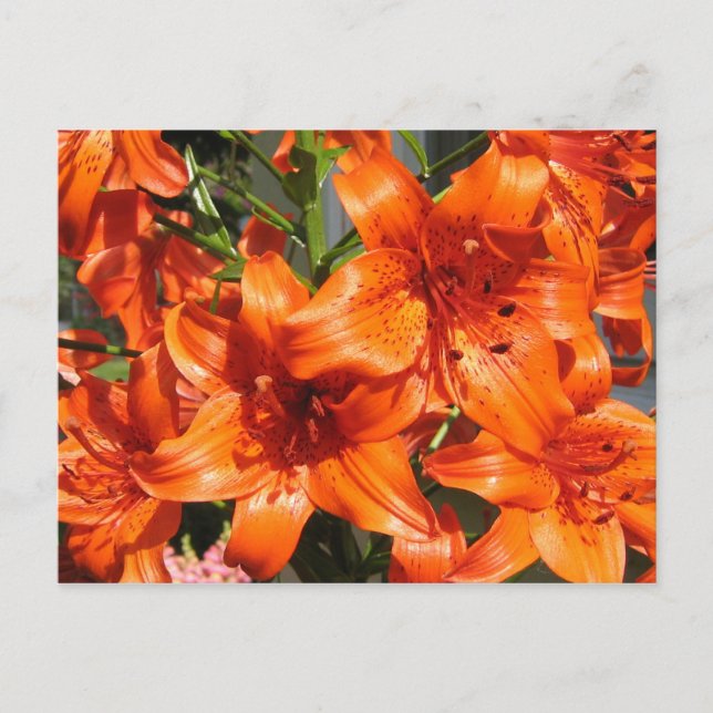 Vibrant Orange Tiger Lilies Postcard (Front)
