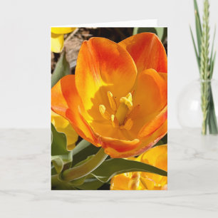 Vibrant Orange Tulip Floral Photography Blank Card