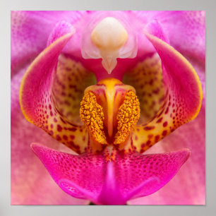 Vibrant Orchid Poster