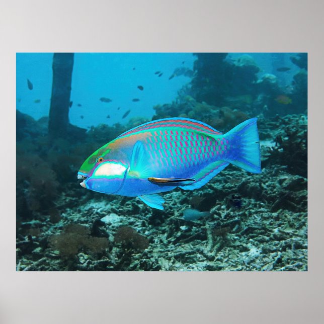 Vibrant Parrotfish Poster (Front)