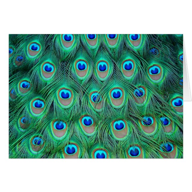 Vibrant Peacock Feathers (Front Horizontal)