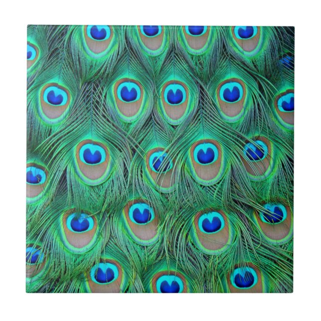 Vibrant Peacock Feathers Ceramic Tile (Front)