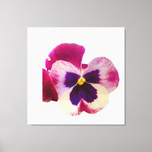 Vibrant Pink and Purple Pansy Flower Photo Canvas