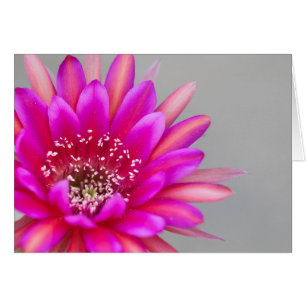 Vibrant pink cactus flower petals.