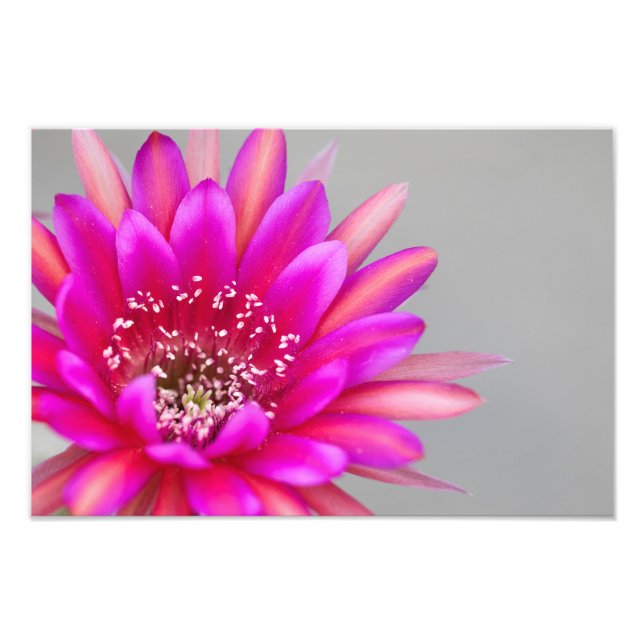 Vibrant Pink Cactus flower Petals Photo Print (Front)