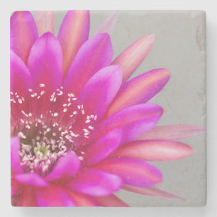 Vibrant Pink Cactus flower petals Stone Coaster