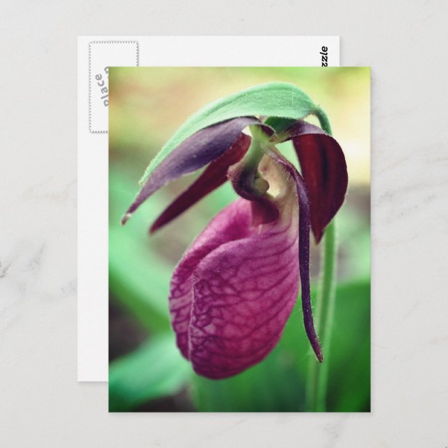 Vibrant Pink Lady Slipper Flower Photography Postcard (Front/Back)