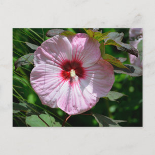 Vibrant pink large hibiscus flower postcard