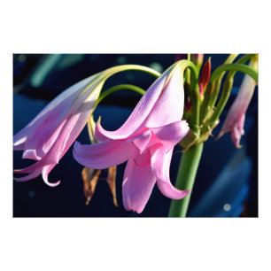 Vibrant Pink Lily Photo Print