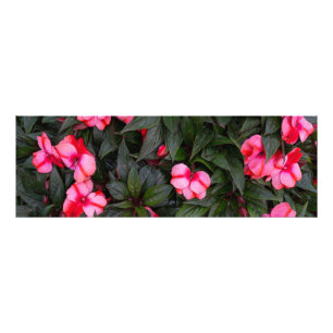 Vibrant Pink New Guinea Impatiens Flowers Pattern Photo Print