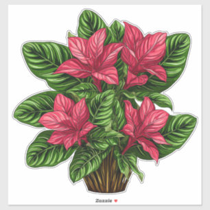 Vibrant Pink Poinsettia Plant With Green Leaves