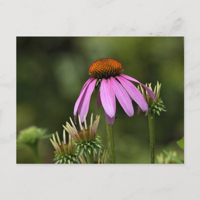 Vibrant pink purple coneflower postcard (Front)