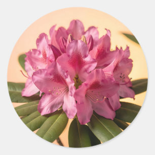 Vibrant Pink Rhododendron Bloom Classic Round Sticker