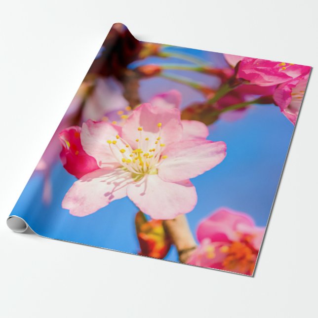 Vibrant Pink Sakura Blossoms And Clear Blue Sky Wrapping Paper (Unrolled)