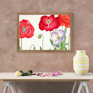 Vibrant Poppies on White Photo Print
