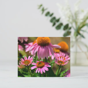 vibrant purple coneflowers postcard
