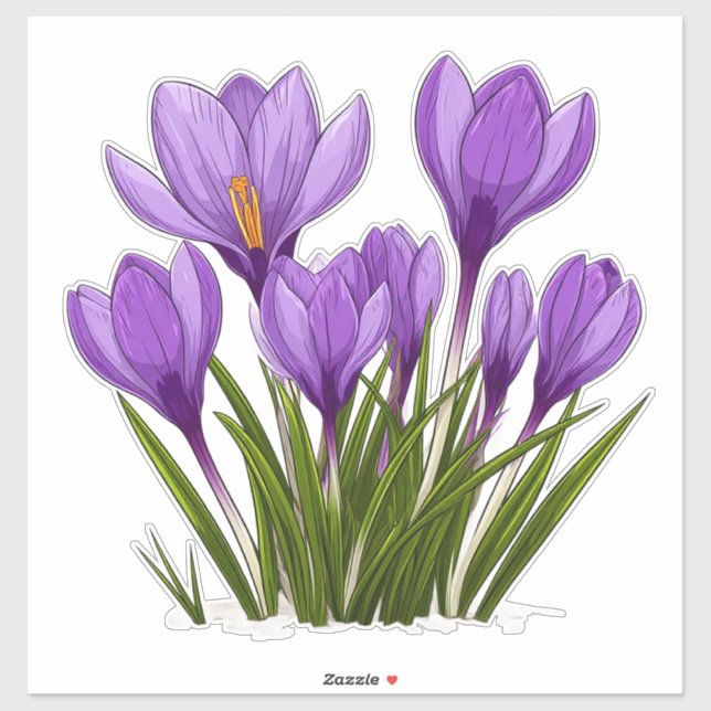 Vibrant Purple Crocus Flowers Blooming Garden (Sheet)
