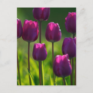 VIBRANT PURPLE TULIPS POSTCARD